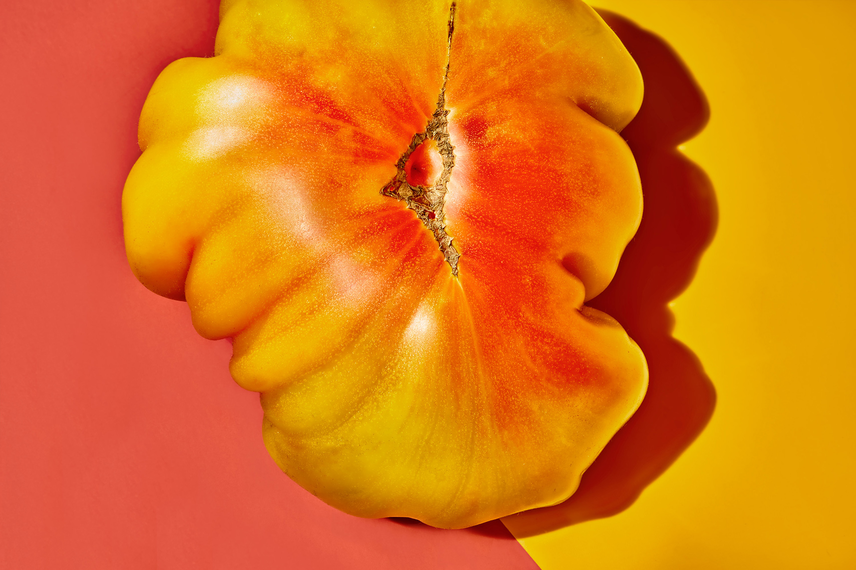 Aristo-Studios-Botanical-Photography-Color-Study-Heirloom-Tomato