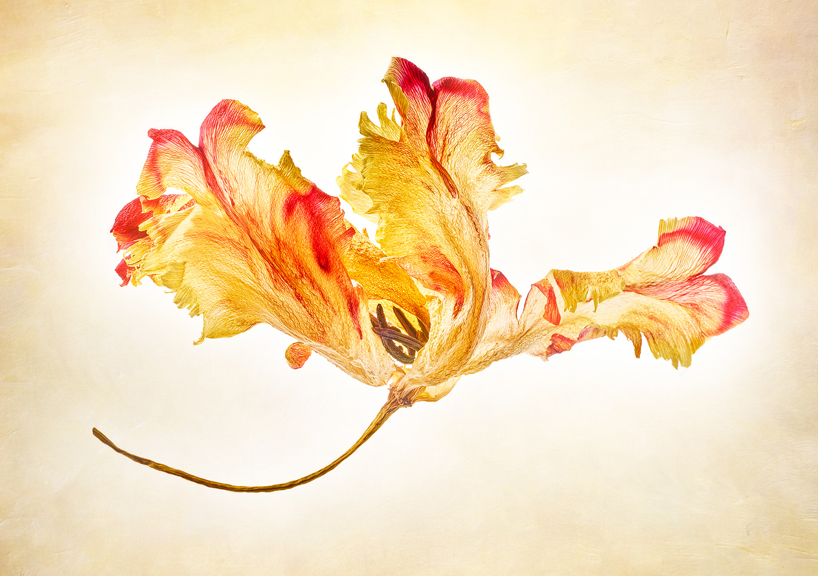 Aristo-Studios-Botanical-Photography-Dried-Orange-Tulip1
