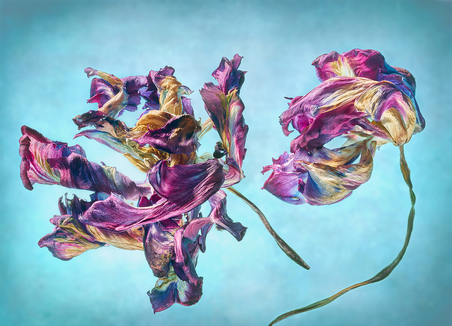 Aristo-Studios-Botanical-Photography-Dried-Tulip-Blue-BG