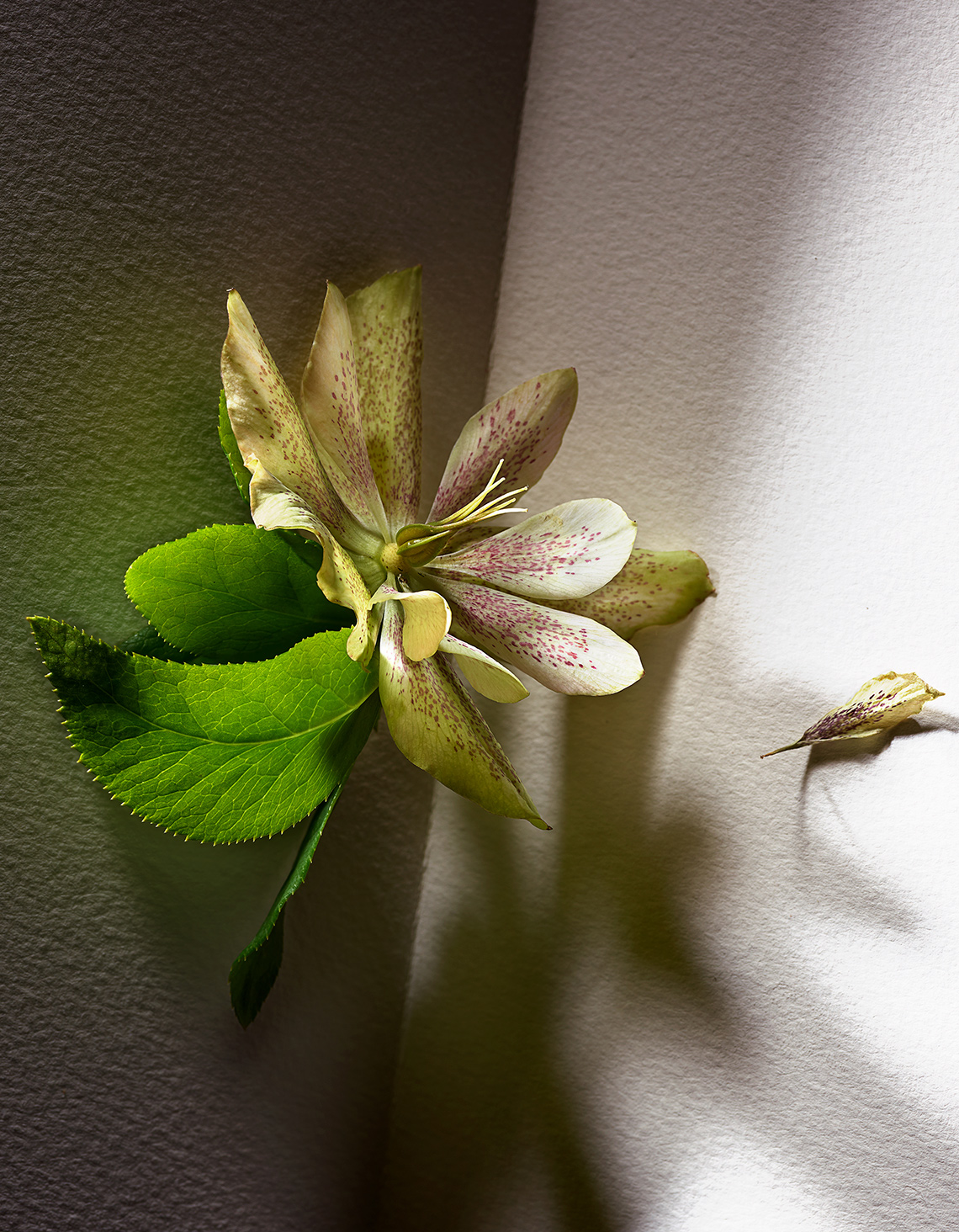 Aristo-Studios-Botanical-Photography-Hellebore