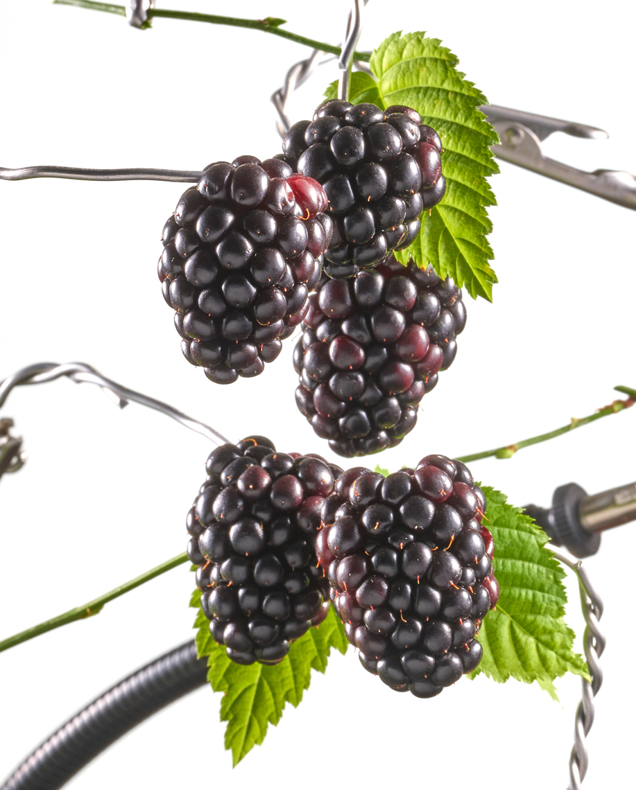 Blackberry_BotanicalPhotographyAristoStudios