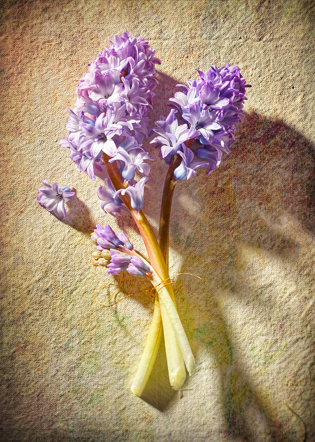 Hyacinth Bouquet-Botanical Photography- © Aristo Studios
