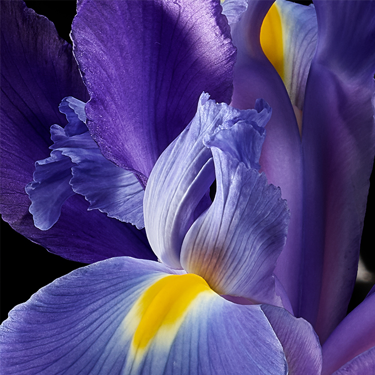 Iris-Botanical Photography- © Aristo Studios