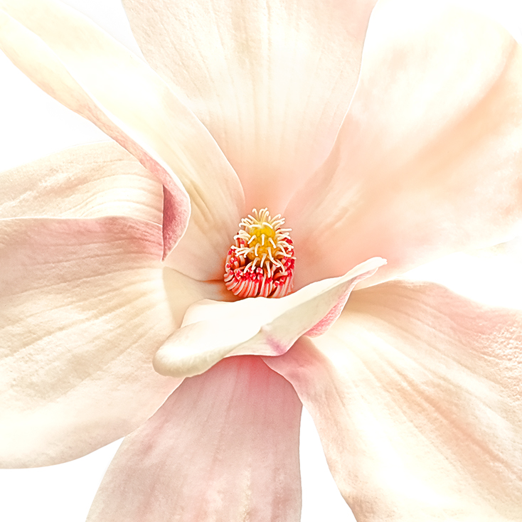 Magnolia-Botanical Photography- © Aristo Studios