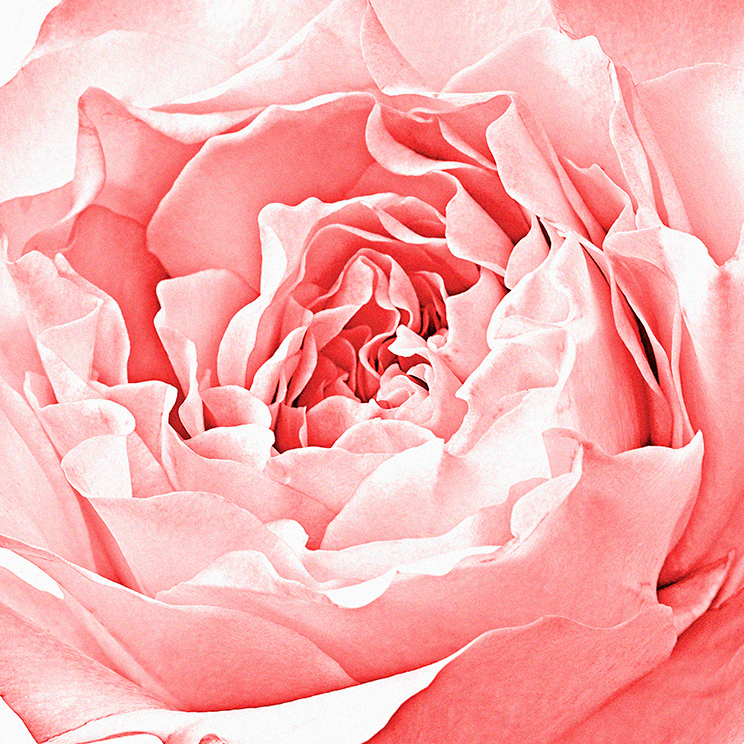 MoraccanRose-Botanical Photography- © Aristo Studios