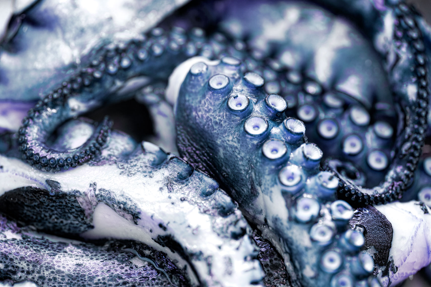 Octopus -Food Photography- © Aristo Studios