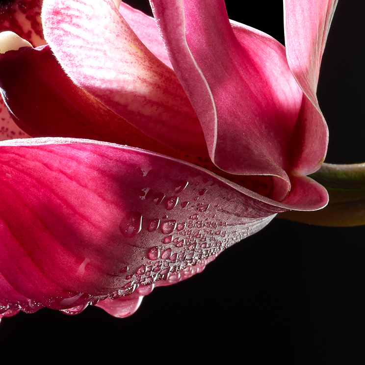 Orchid-Botanical Photography- © Aristo Studios