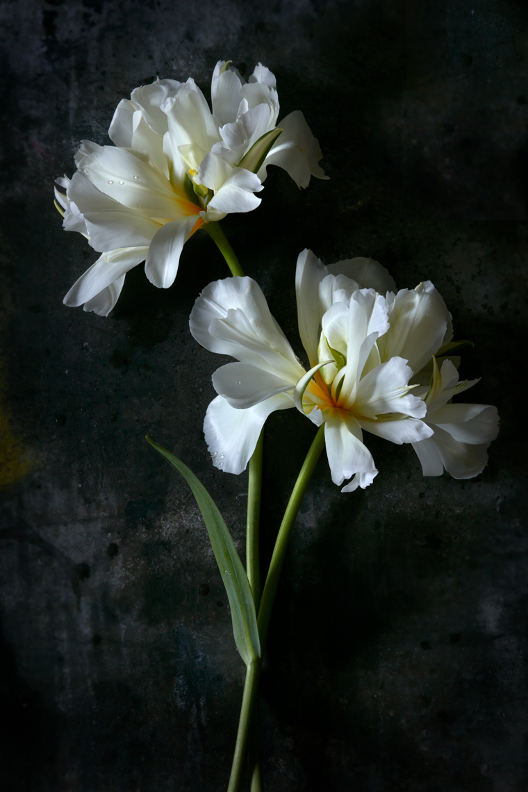 TulipOverhead-Botanical-Photographer-Aristo-Studios