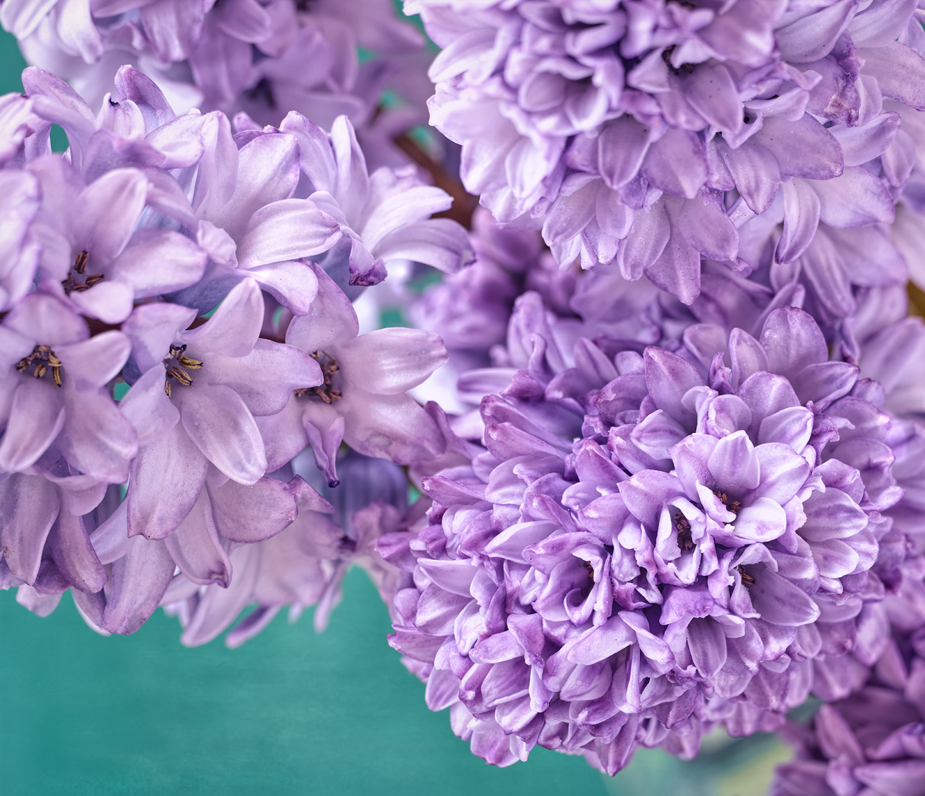 Hyacinth-Botanical Photography- © Aristo Studios