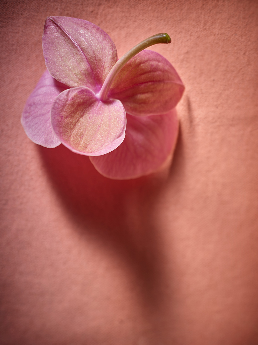 Orchid -Food Photography-Botanical Photography- © Aristo Studios