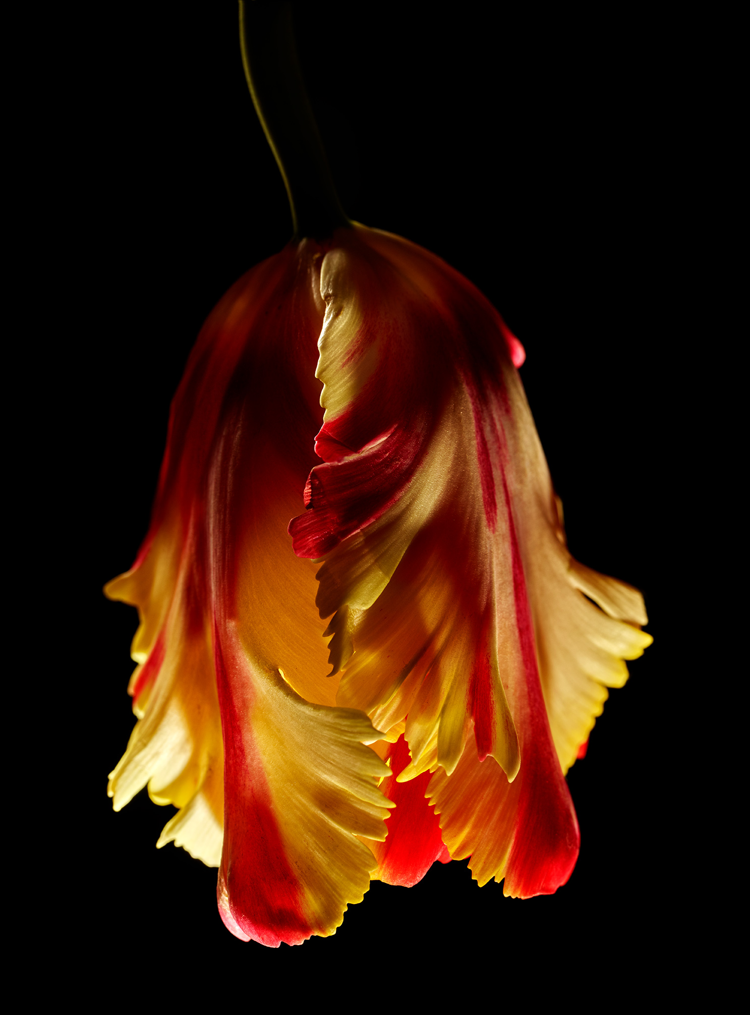 Upside Down Orange Tulip-Botanical Photography- © Aristo Studios