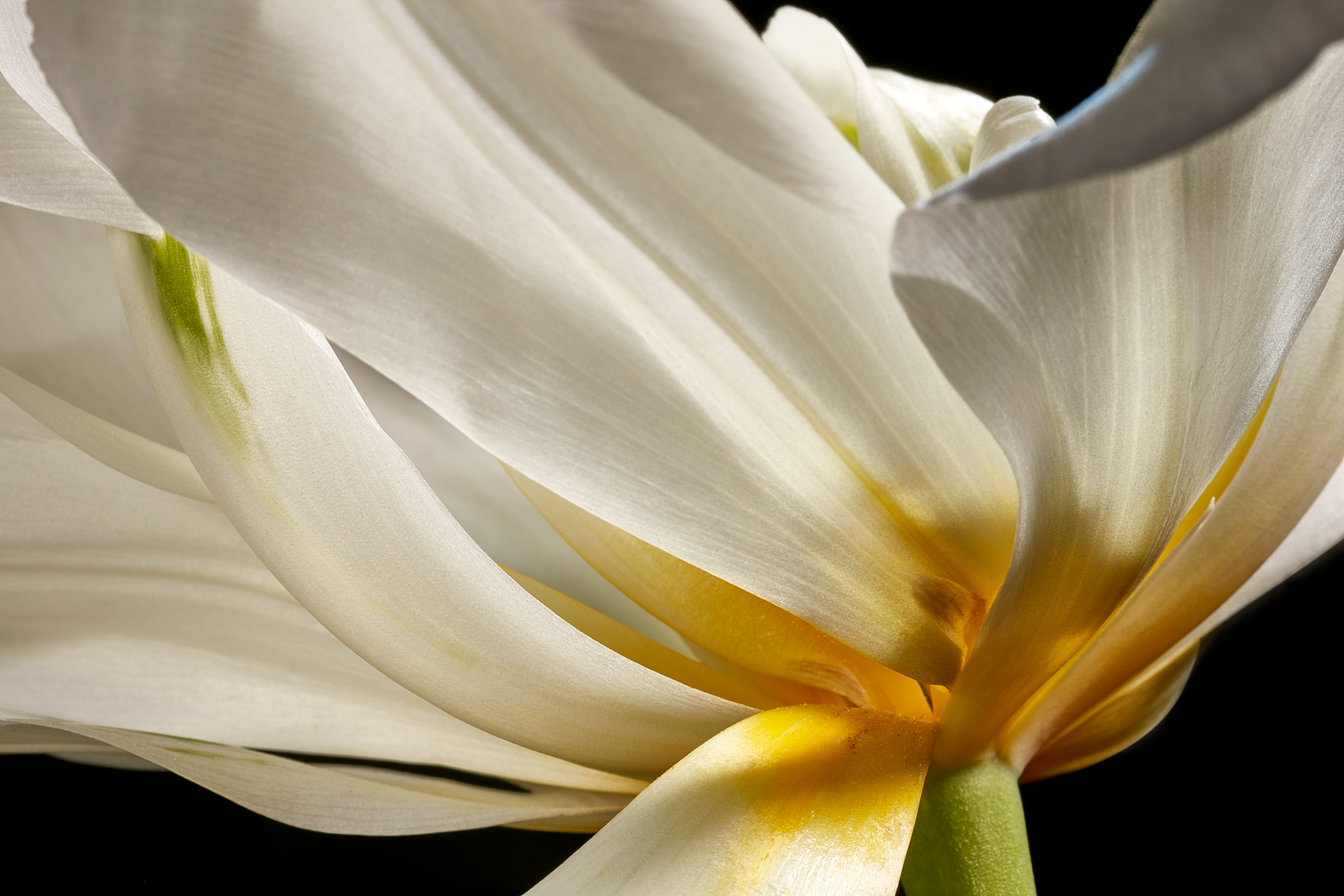 _WhiteTuip1-Flower-Botanical-Photography-Aristo-Studios