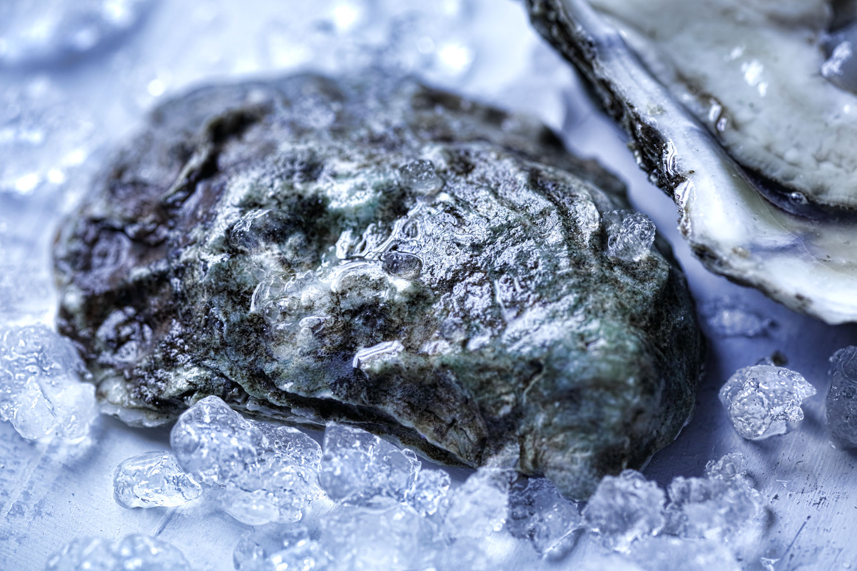oyster -Food Photography- © Aristo Studios
